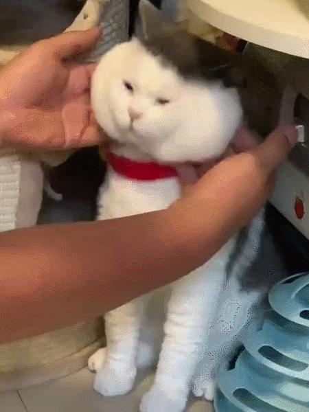 猫和老虎能杂交生育吗,猫和老虎可以生育吗