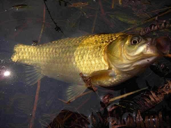 为什么河里水草多钓不到鱼,有水草一定要钓水草边吗