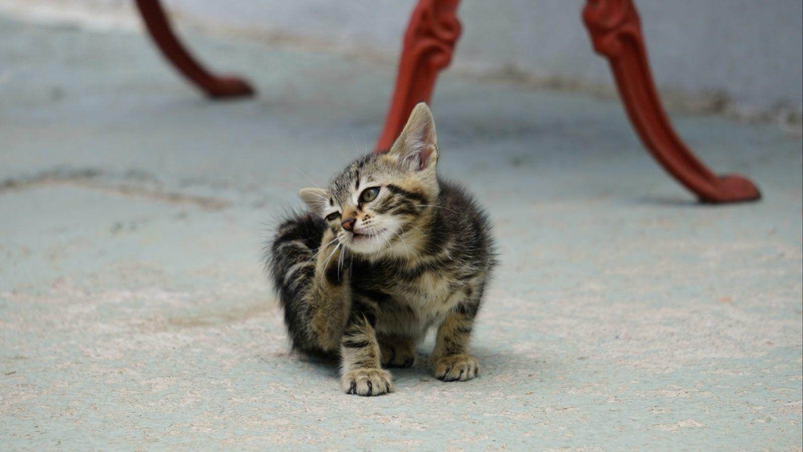 铲屎官必知判断猫咪生病的症状,人对猫咪过敏的症状