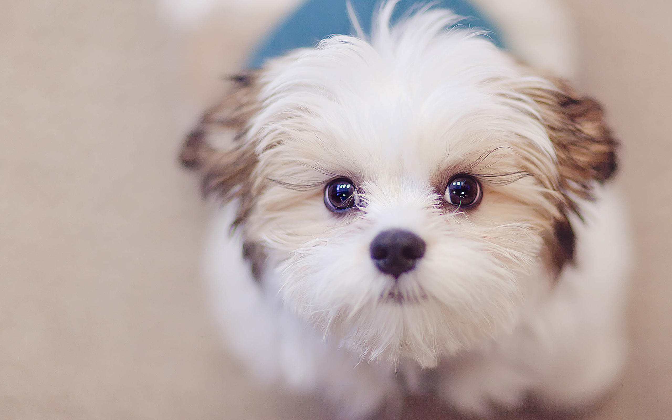 怀孕不能养狗的视频,怀孕不能养狗狗吗