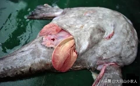 深海的鮟鱇鱼,深海鮟鱇鱼