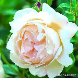 鍥壓鑺卞崏绉嶆鐭ヨ瘑鍏ラ棬,鑺卞崏鍥壓濡備綍鍏ラ棬