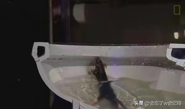 老鼠是怎么从下水道钻上来的,老鼠在下水道怎么爬上来的