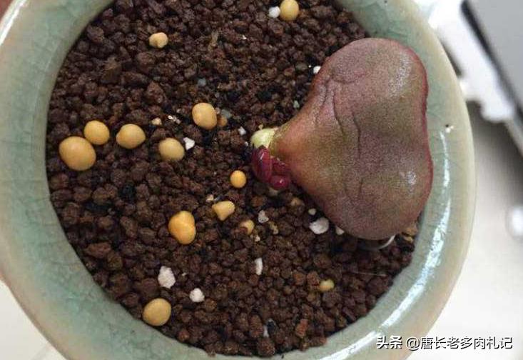 圆润可爱的多肉植物,圆嘟嘟的桃蛋多肉