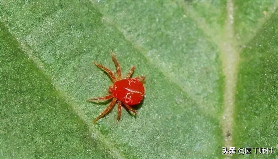 月季上长了红蜘蛛不要怕，教你两种方法轻松应对