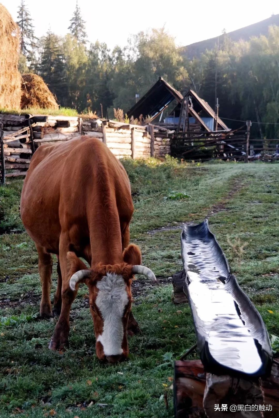 都说新疆好去新疆发展可靠么,都说新疆好地方