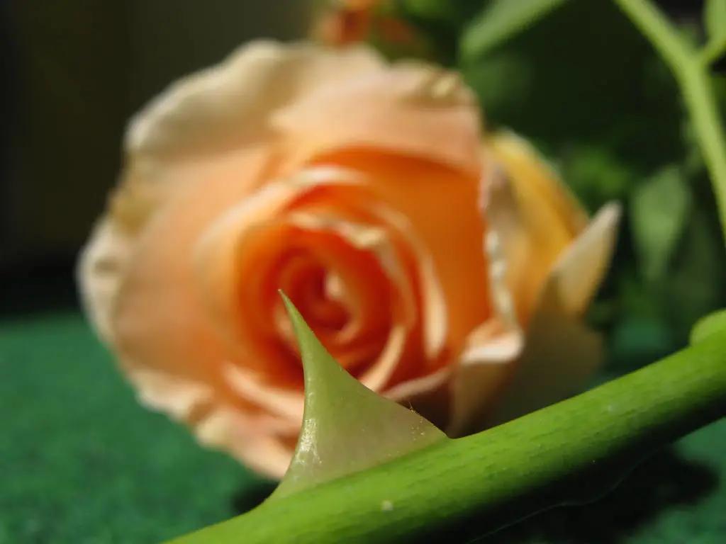 著名阿根廷诗人,著名的阿根廷诗人