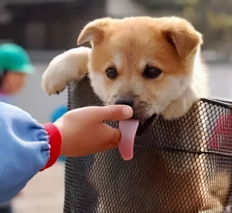 狗舔你是代表了什么,狗舔你代表喜欢你吗