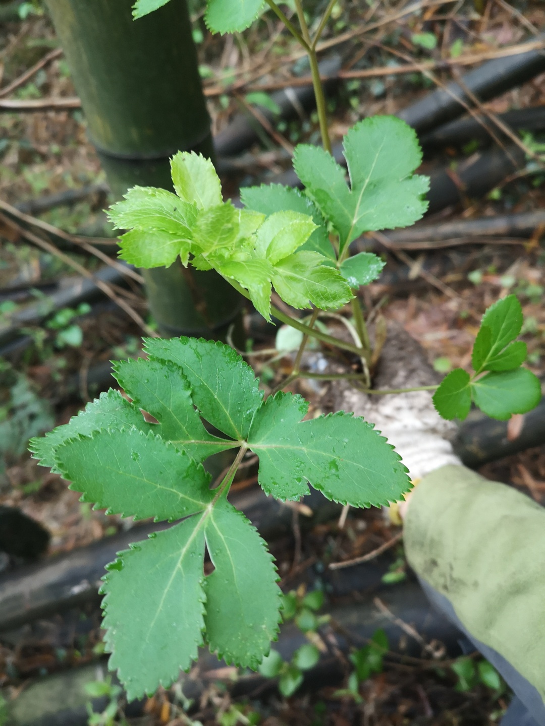 竹林深处探宝——只为了那一棵黄精