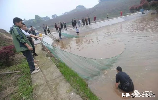 池塘拉网捕鱼完整版,池塘抬网捕鱼技巧