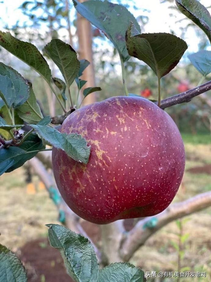 知乎有个小院,种点什么树好哪