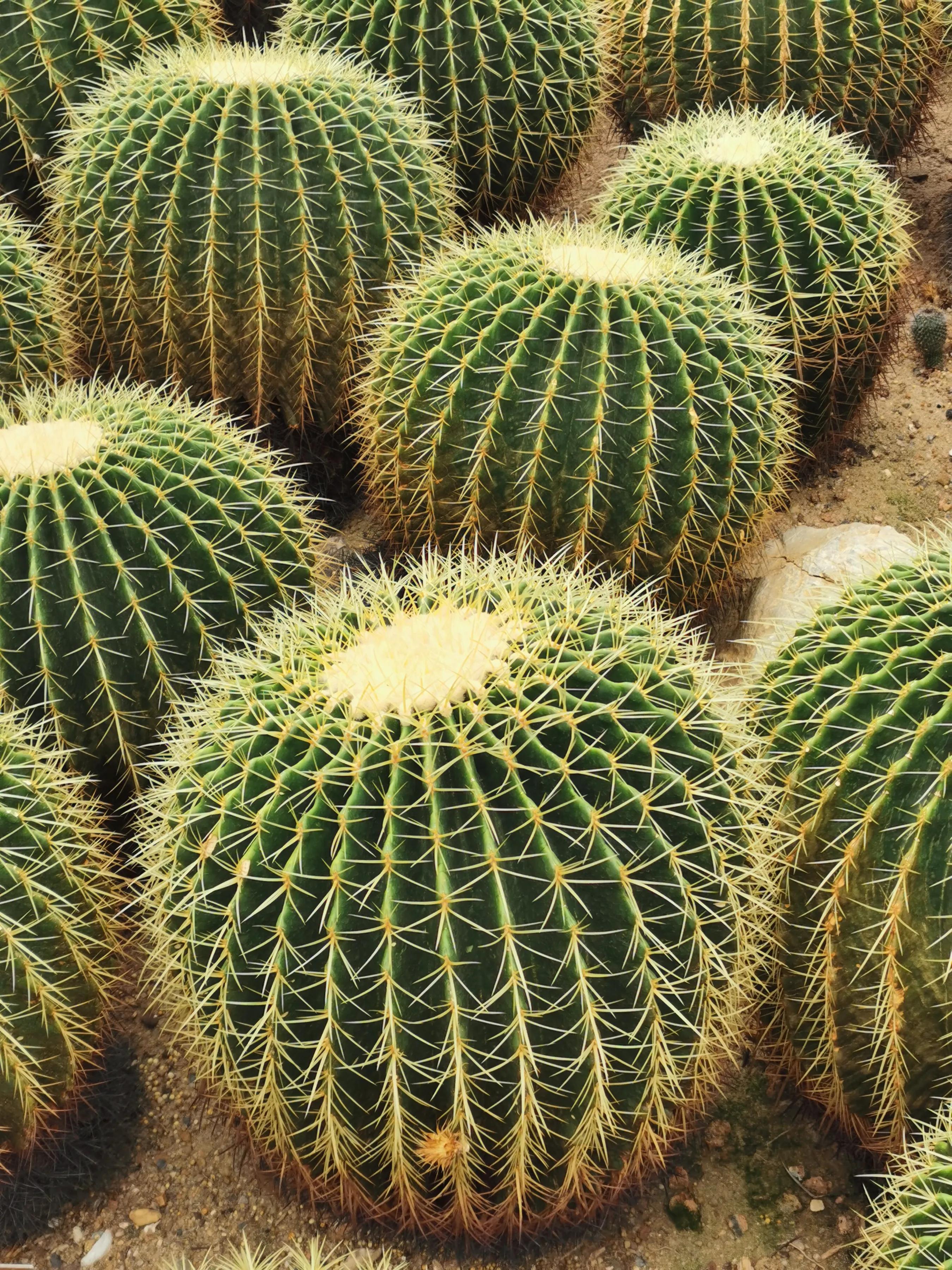 手机摄影手册圈友作品选第5期,手拍世界摄影交流平台