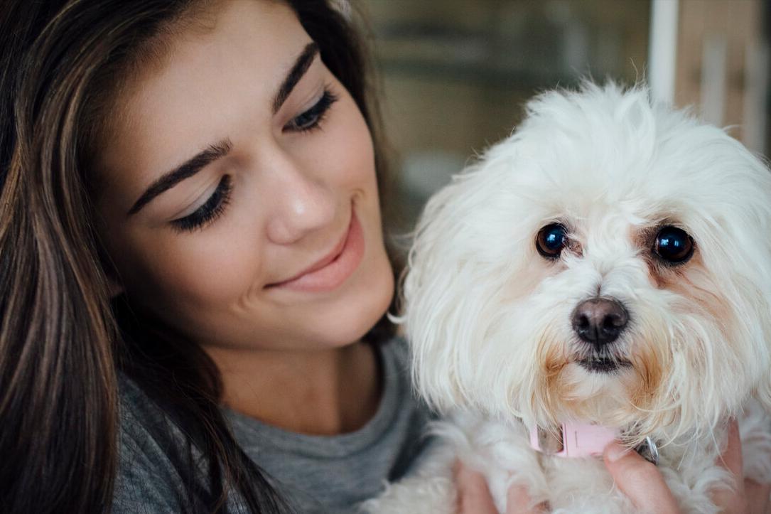 养狗比熊的注意事项,养狗后悔比熊