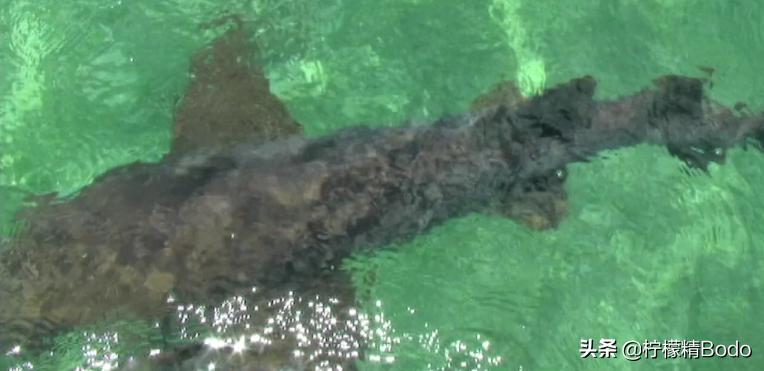 什么是科幻神剧情？美国电影《恐龙侵袭》，上海堡垒也要让位