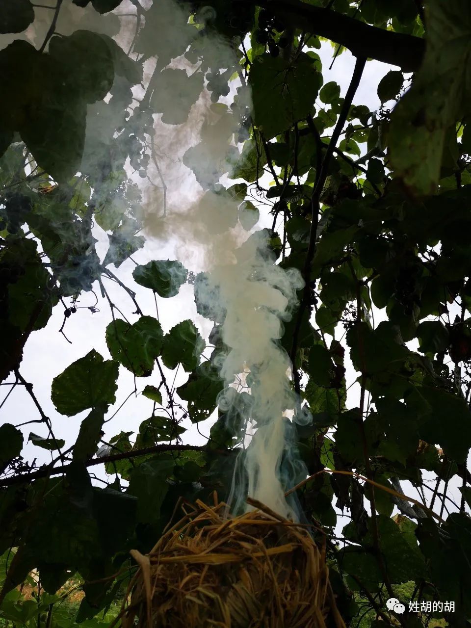 马蜂抢蜜蜂窝,马蜂发射毒刺