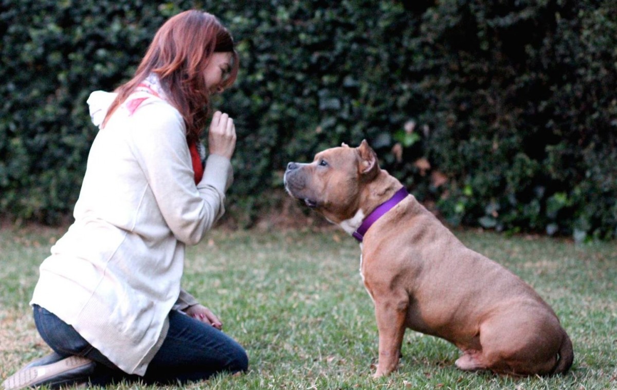 狗狗吸引主人注意行为的表现,狗狗特别胆小怎么训练定点大小便