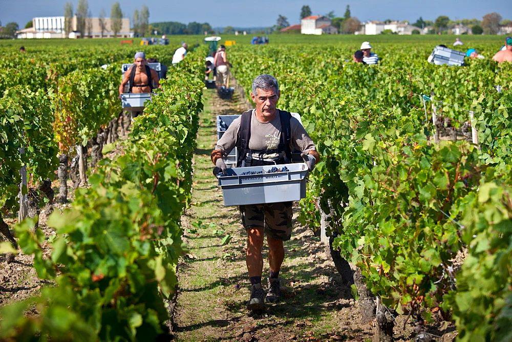 均价2万+的“酒王”柏图斯，原来用了这些防伪黑科技|富隆酒业