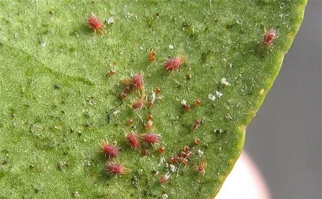 养花得了蚜虫蚧壳虫小黑飞,水里“加点它”,统统“灭干净”