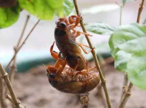 免费提供金蝉养殖技术,金蝉养殖实用技术电子书