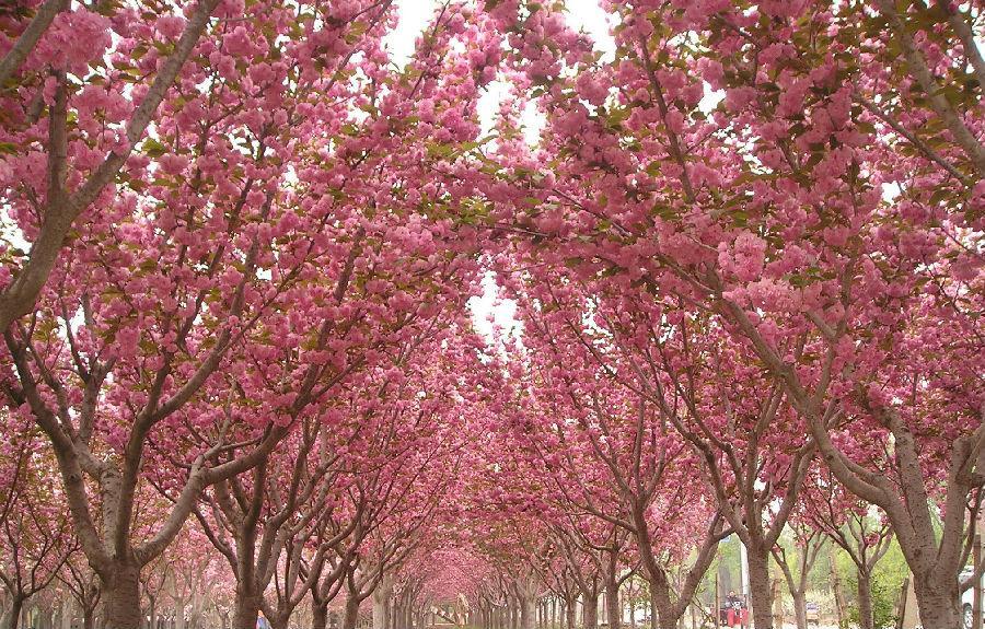 樱花季怎么能少得了专属樱花,四月开花的樱花有哪些