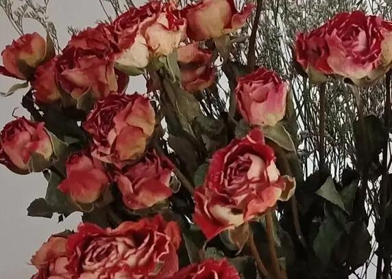 满天星永生花和干花区别,永生花和干花区别简单易懂