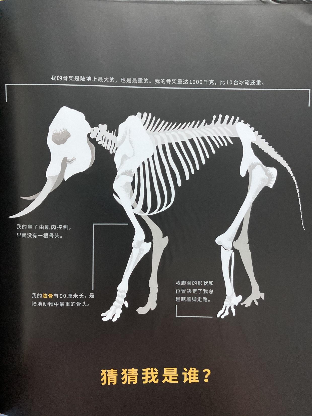 看科普绘本，学“骨科”知识，小朋友的《骨头之书》
