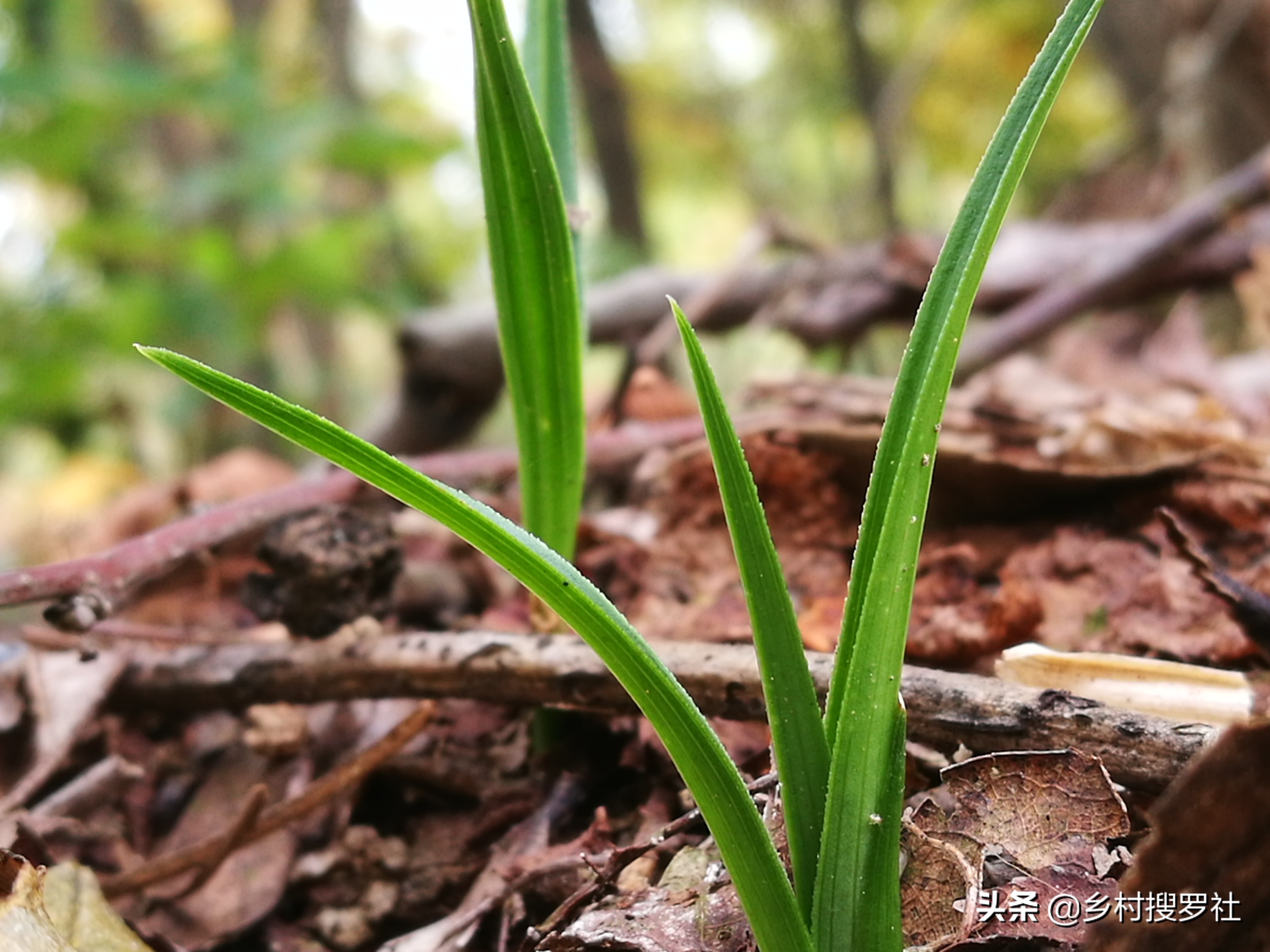 兰花的移栽方法和注意事项,如何将移栽的兰花尽快服盆
