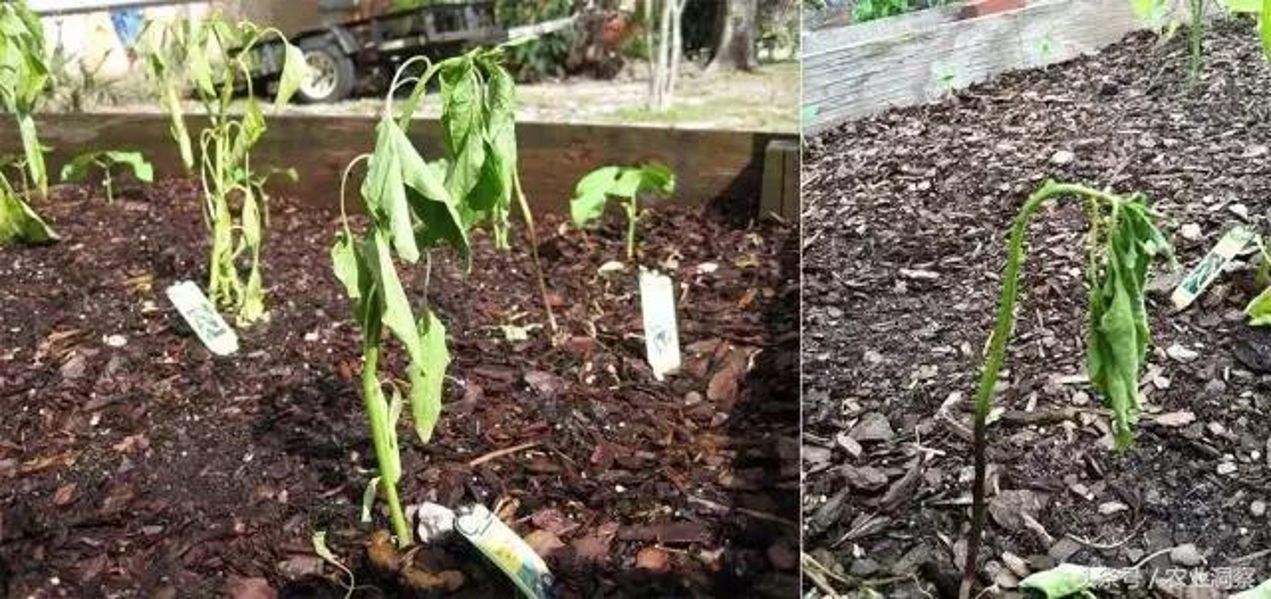 西瓜立枯病用什么方法治疗,西瓜立枯病的症状和治疗方法