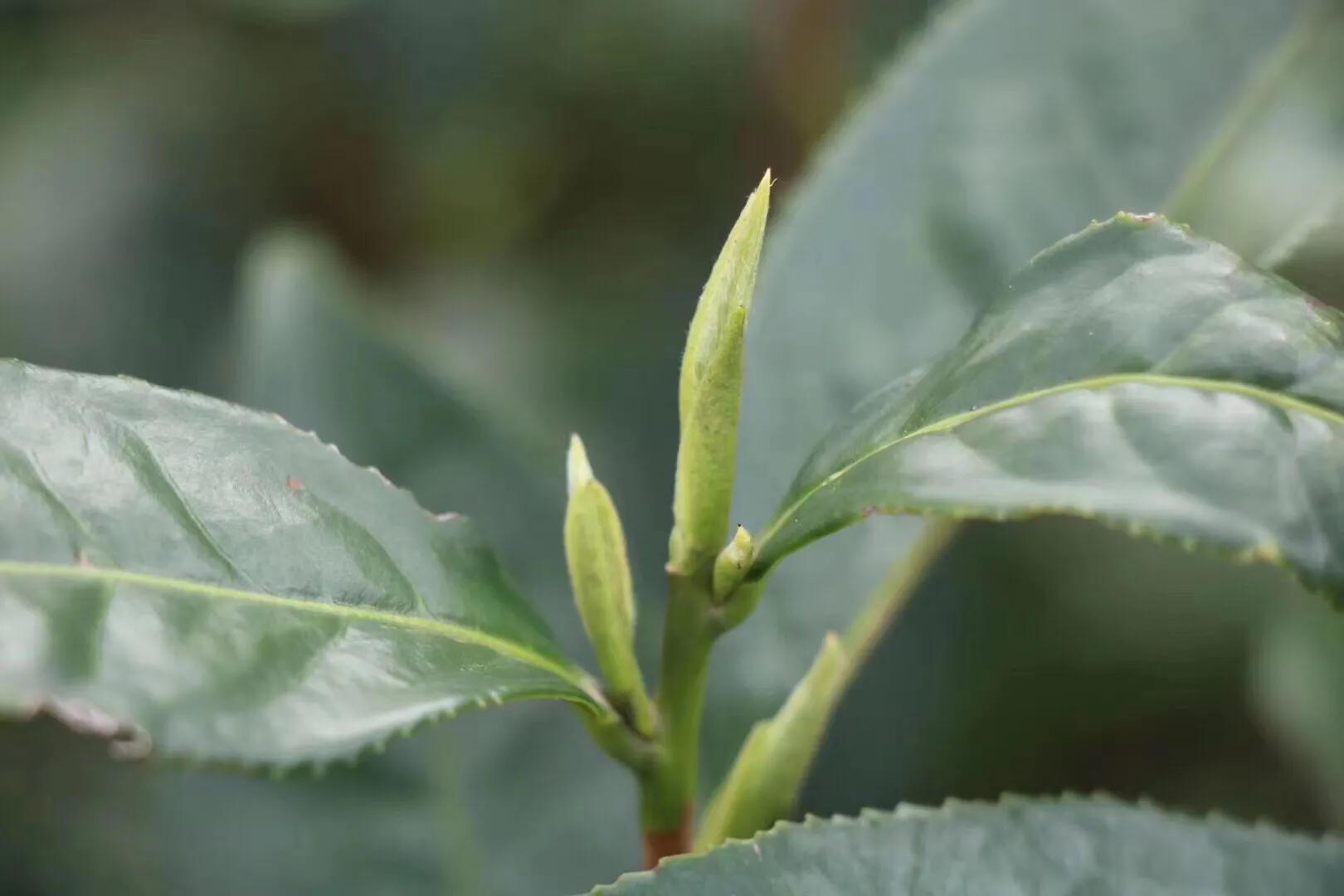 如何挑选西湖龙井茶,杭州西湖龙井茶价格