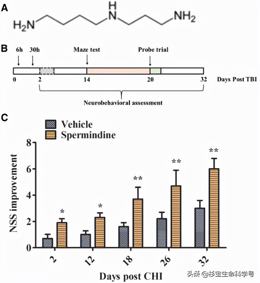 亚精胺对抗衰老的机制,亚精胺提升认知功能