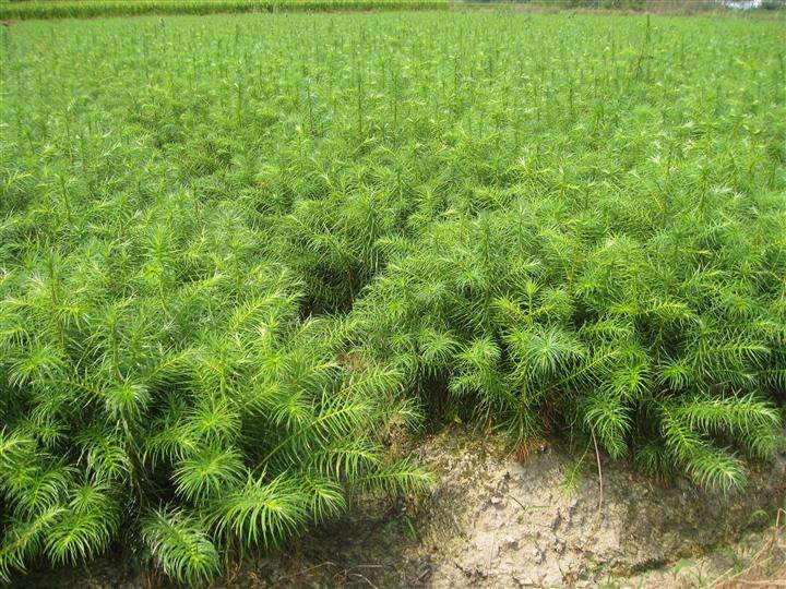 杉木良种扦插,杉木良种扦插苗规范化培育技术