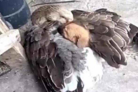 大雪天小狗被锁链拴门外冻的发抖,小狗冷风中瑟瑟发抖等主人三天