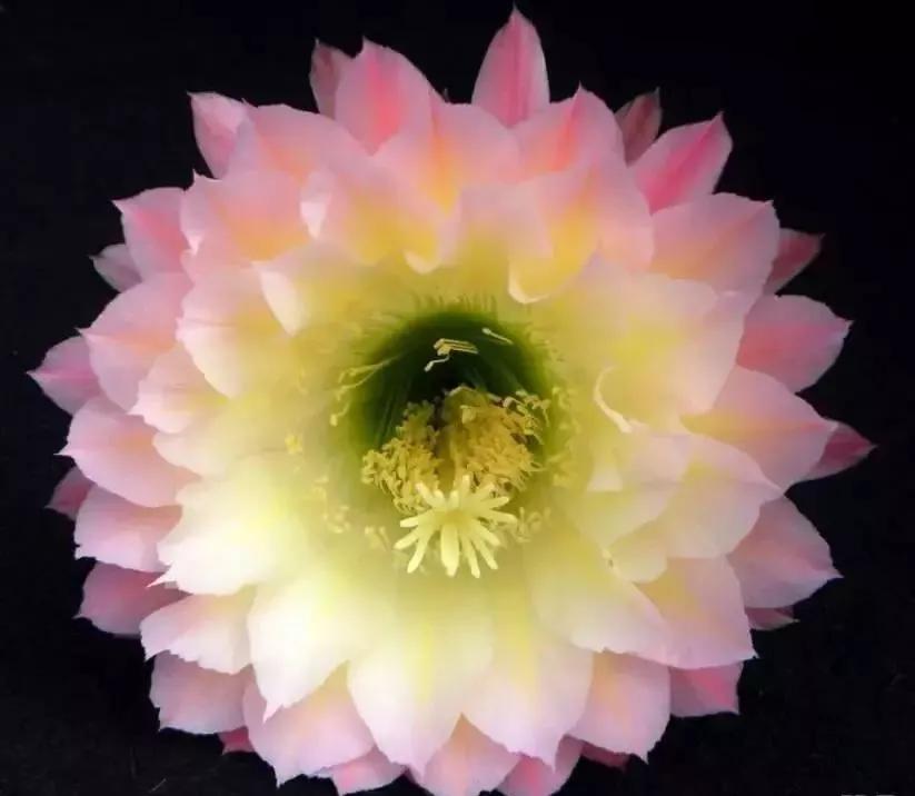 100种仙人球花图片,100种仙人球的品种视频