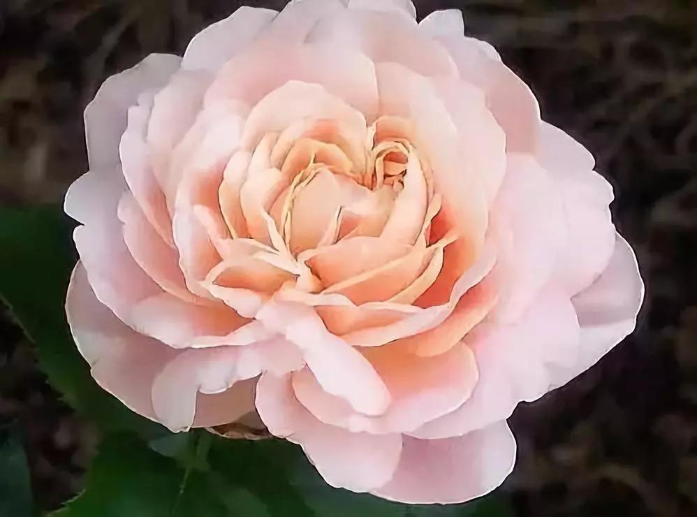 十大天价植物种子,十大顶级名贵植物