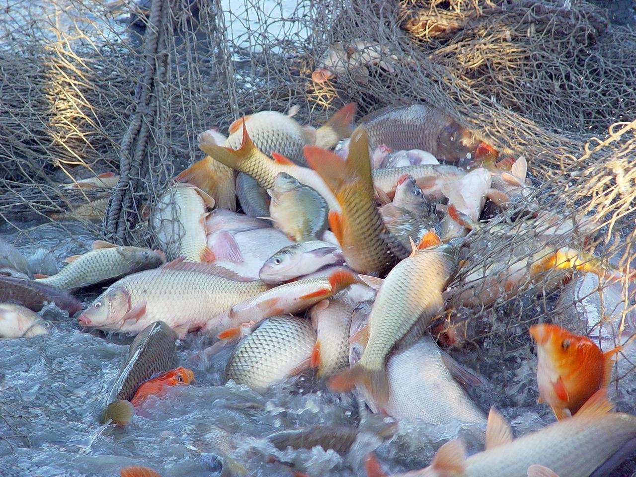 查干湖一网多少万斤鱼,一网捞出来七万斤鱼冬捕