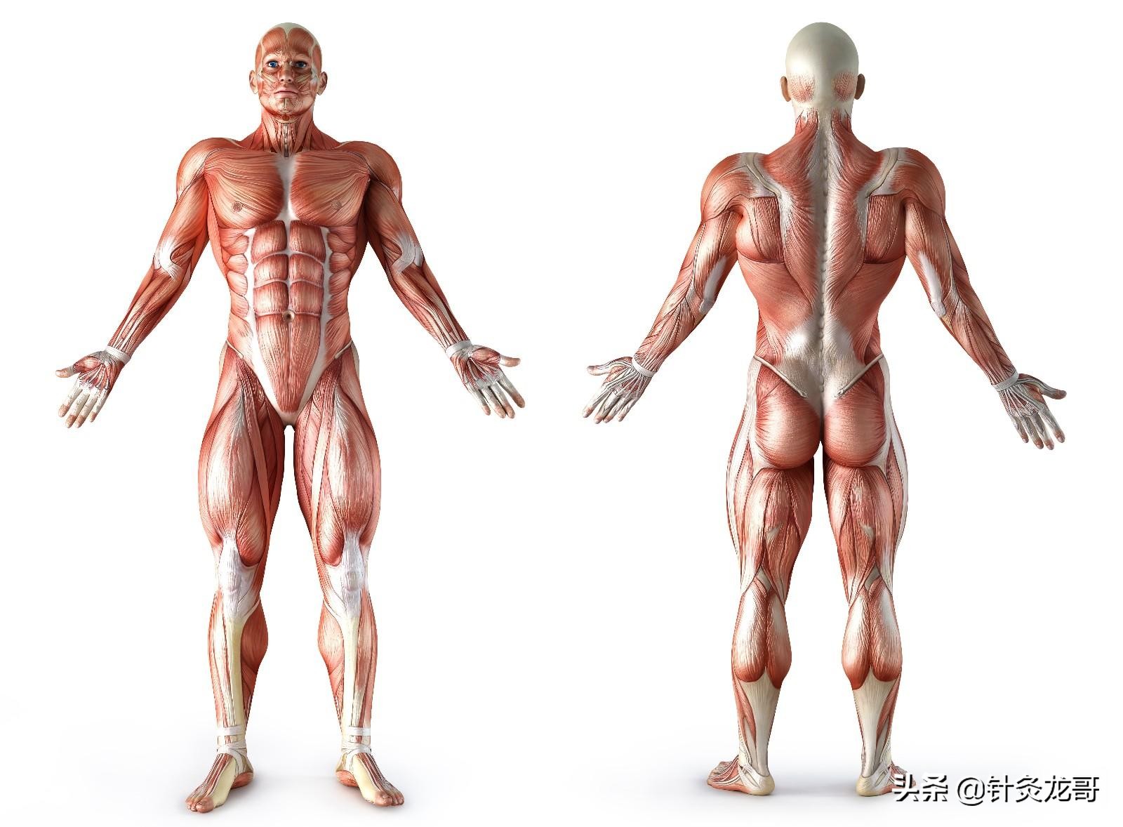 疼痛精准化治疗可具体到每一块肌肉，针灸可依据肌肉解剖精准打击