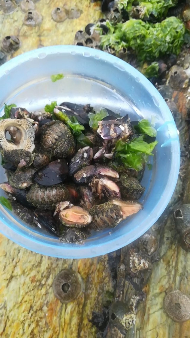 惠州檀悦豪生度假酒店附近赶海,2024年惠州赶海的最佳地方