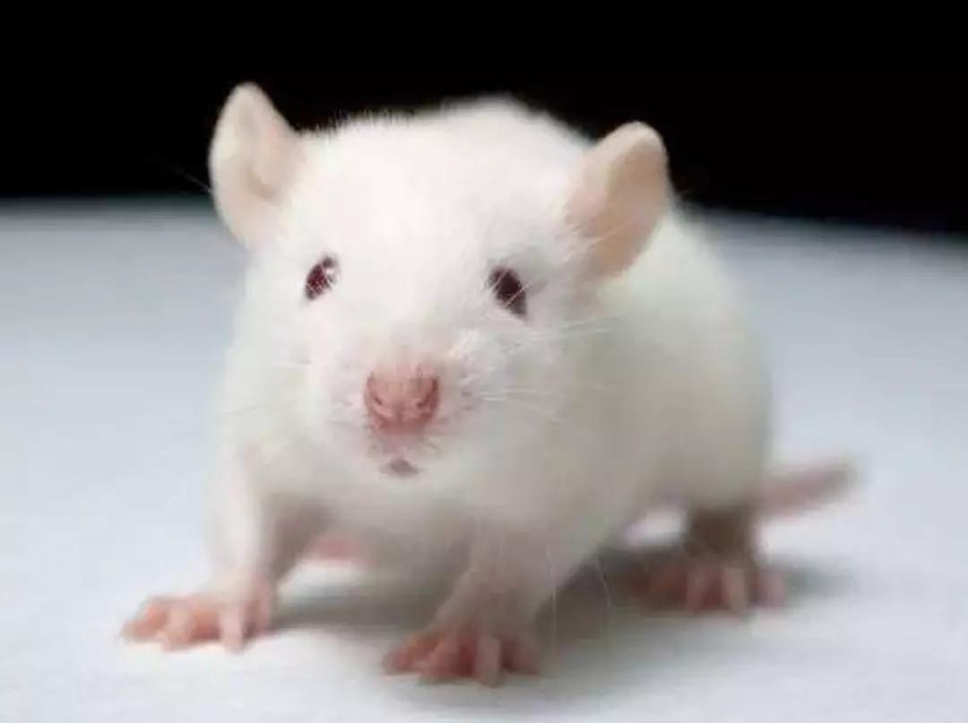 路痴是什么心理疾病,路痴是认知障碍吗