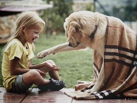 为什么金毛也会看家,为什么金毛很帅