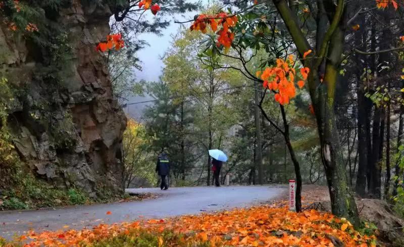 陕西汉中黎坪红叶,汉中黎坪红叶免费