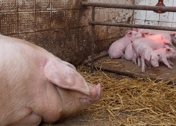 母猪下崽后没有奶水怎么办,刚下崽的母猪没奶水怎么办