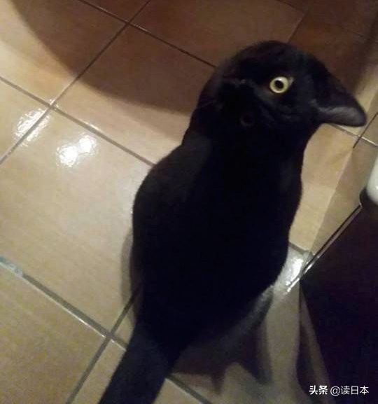 沙雕手办日本小哥,日本沙雕手办小哥哥