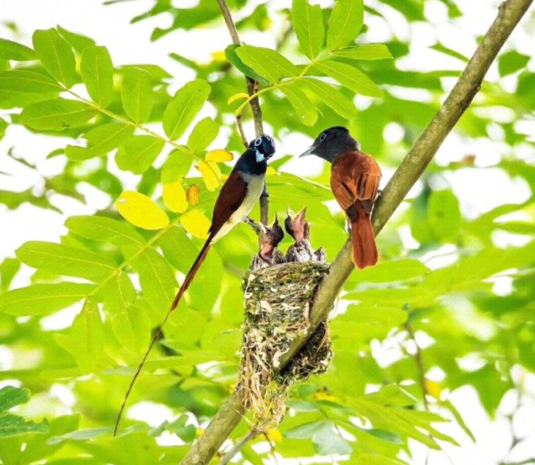 父母偏心的结果是什么,父母偏心造成的下场动画