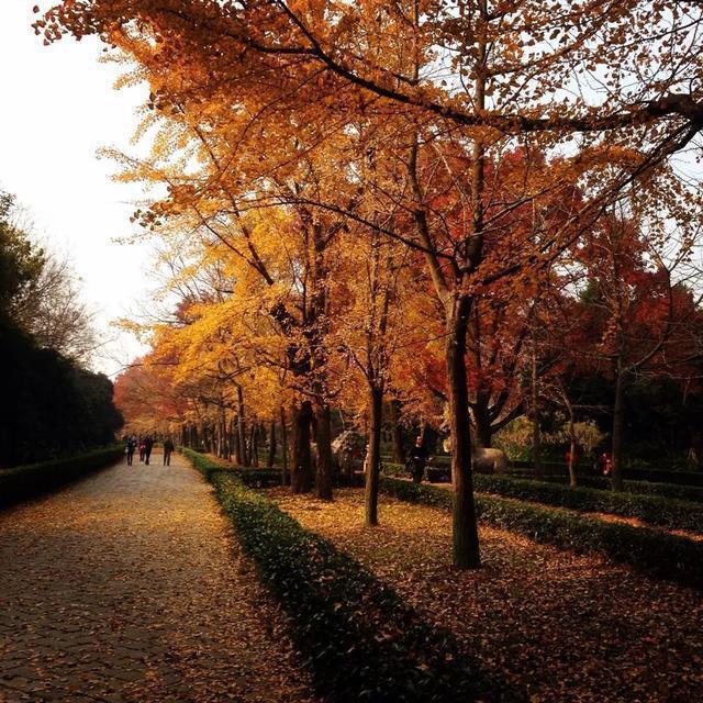 南京秋天旅行攻略,来南京体验秋天浪漫
