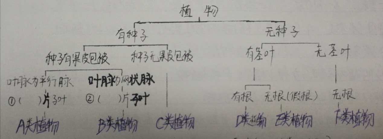 八上生物基础知识整理,八年级上册生物试卷期末2020-2021
