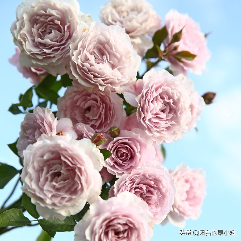 那棵叫蜻蜓的月季,仙气袅袅