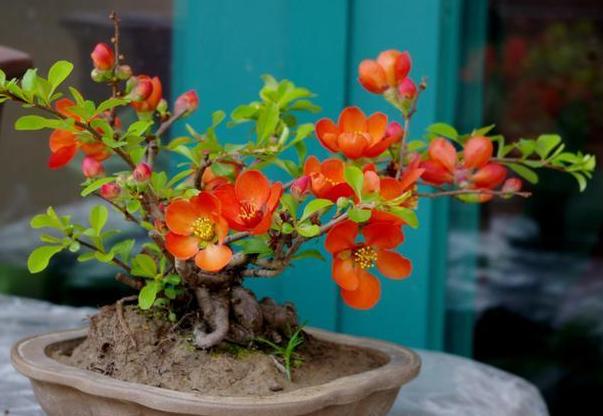 盆栽土壤长毛怎么办,盆栽土壤发霉长虫怎么办