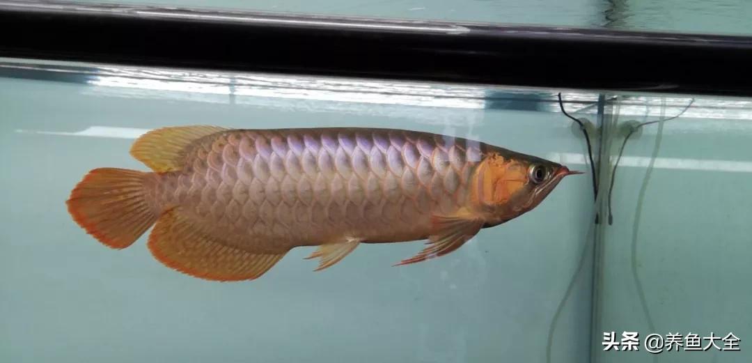 养红龙苗,养红龙如何搭配其他鱼