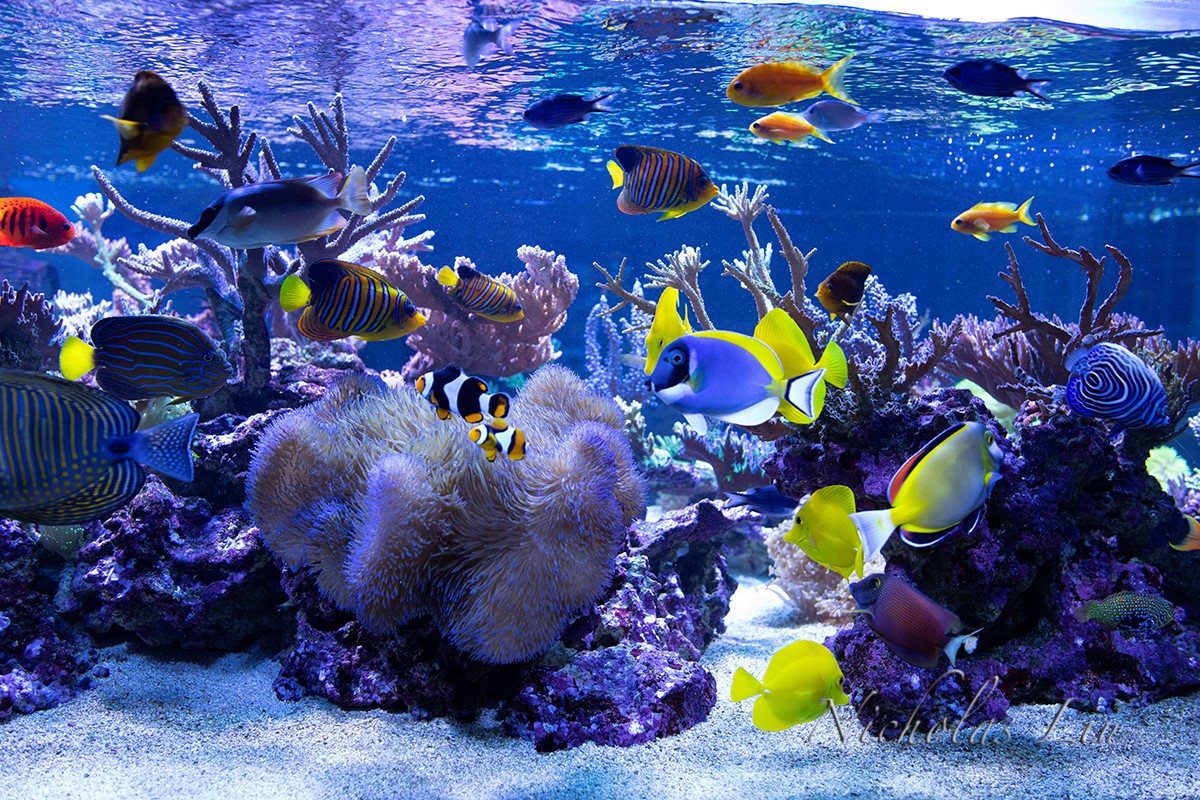 经典海水礁岩生态缸分享，180×120×60厘米三面观赏海缸