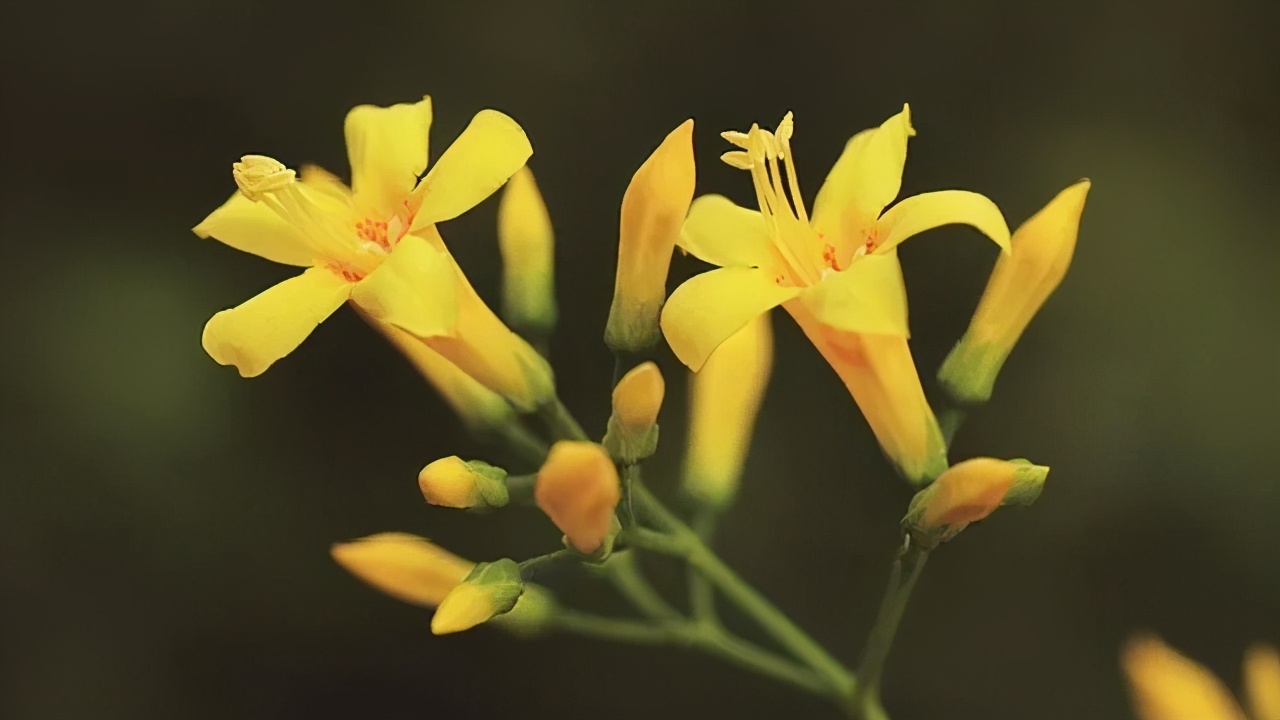 美容养颜抗衰老的保健品推荐知乎,美容养颜类营养保健品有哪些品牌